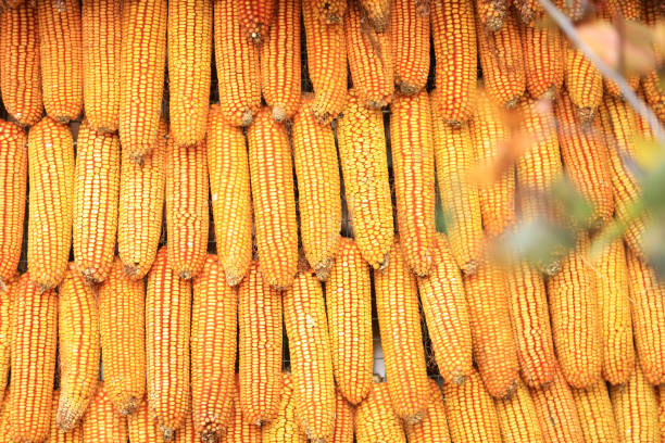 The dried corn mature in the farmyard