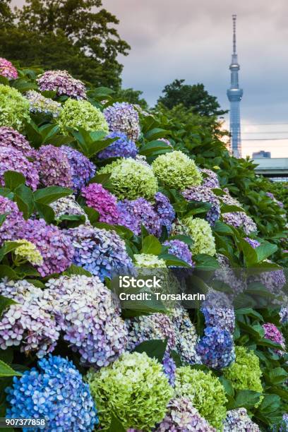 Hydrangea Bush With Tokuo Skytree Stock Photo - Download Image Now - Hydrangea, Japan, Summer