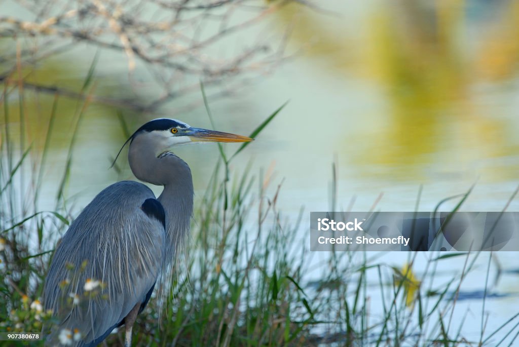Heron Landscape An image with a great blue heron in breeding plumage at the waters edge of a lake. Blue Heron Stock Photo