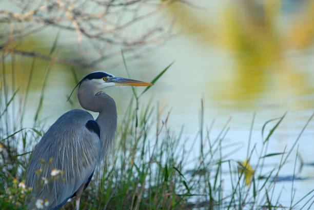 Heron Landscape An image with a great blue heron in breeding plumage at the waters edge of a lake. heron photos stock pictures, royalty-free photos & images