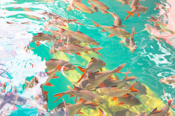 istock Barbonymus schwanenfeldii fish in ratchaprapa dam thailand 907385752