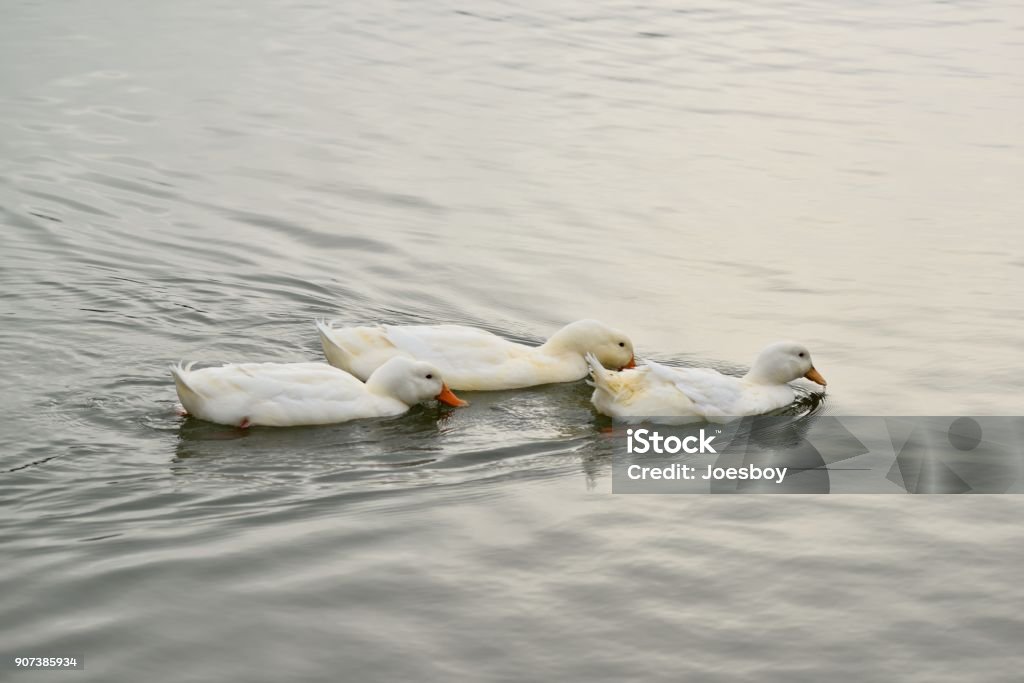 White Ducks Feeding Three white ducks in a row in a synchronized skimming competition, just a play on words Agriculture Stock Photo