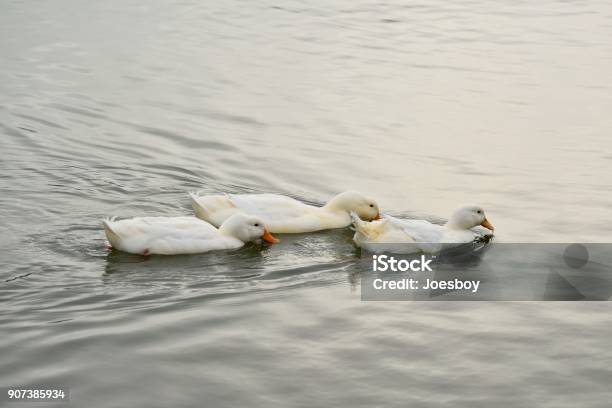 White Ducks Feeding Stock Photo - Download Image Now - Agriculture, American Pekin Duck, Animal Themes
