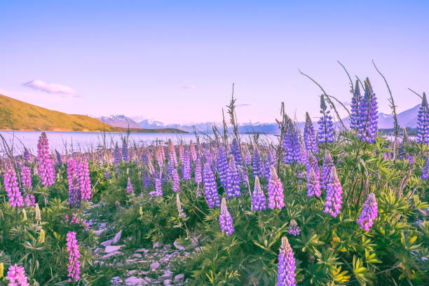 Lupine flowers blooming in lake tekapo