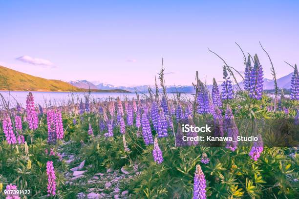 Lupine Flowers Blooming In Lake Tekapo Stock Photo - Download Image Now - Flower, New Zealand, Lupine - Flower