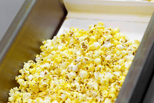 Fresh popped popcorn on an industrial conveyer belt.