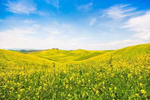 Beautiful Tuscany landscape with field of flowers in Val d'Orcia, Italy