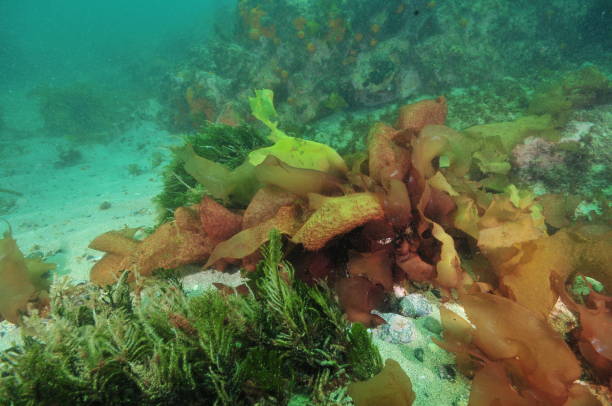 istock Seaweeds in murky water 907405840