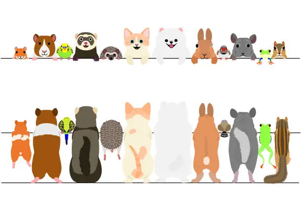 Vector illustration of standing pet animals front and back border set