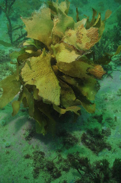istock Brown kelp in murky water 907405980