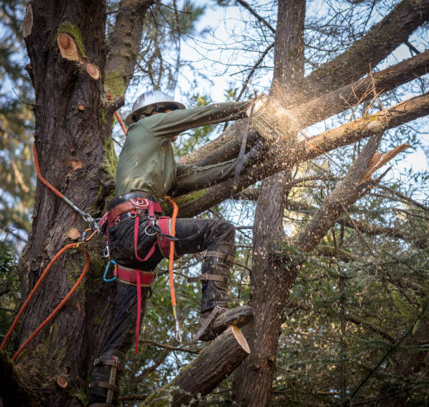 Man Cutting Branches on Tree Man cutting branches on tree in the process of removing entire tree. chainsaw lumberjack lumber industry manual worker stock pictures, royalty-free photos & images