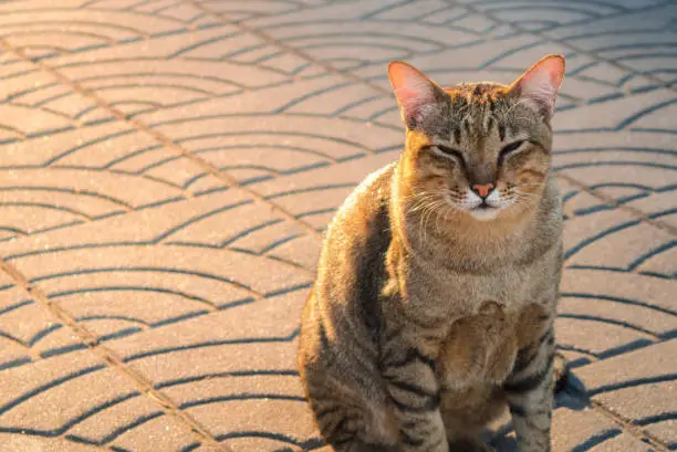 Photo of Sleepy Cat in Morning