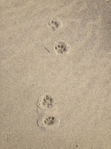 istock Paw Prints in Rippled Sand 907408828