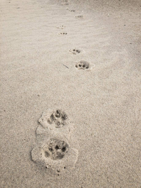 łapa drukuje odchodząc od kamery - dog paw print beach footprint zdjęcia i obrazy z banku zdjęć