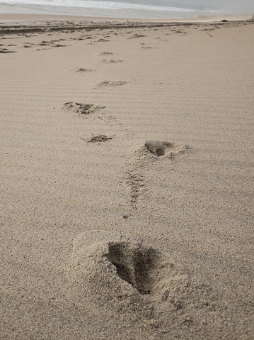 Hoofprints of deer disrupt rippled sand towards some unseen disturbance in the distance.