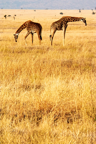 Twin giraffes in Tanzania Serengetti park with yellow grass and sunset and birdsElephant with baby drinking water in tanzania park river