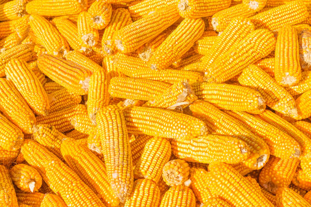 maïs sur la texture de s/n - corn on the cob corn crop food and drink healthy eating photos et images de collection