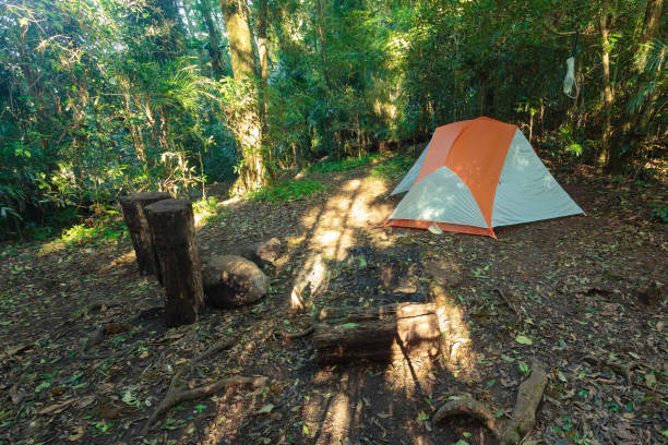 istock In the Australian rainforest 907427922