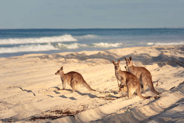 Kangaroos on the beach stock photo