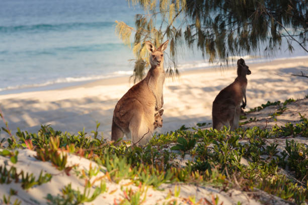 Kangaroos on the beach stock photo