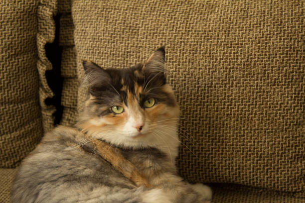 istock The cat poses for the camera 907432756