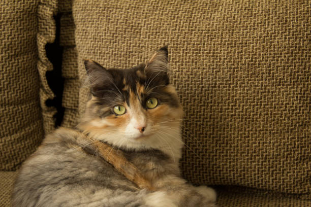 istock The cat poses for the camera 907432776