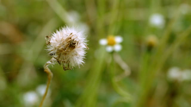Grass flower Dandelion