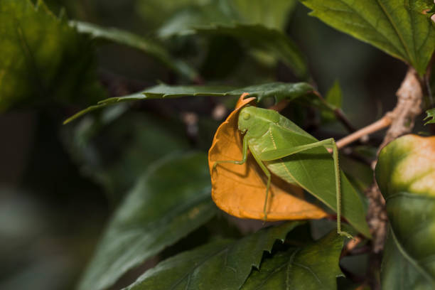 istock Bush-cricket on yellow leaf. Detail in high definition. 907437662