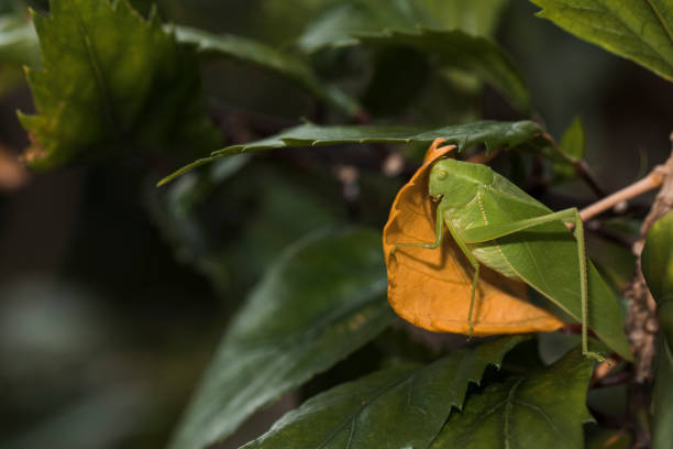 istock Bush-cricket on yellow leaf. Detail in high definition. 907437668