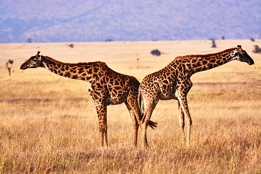 Twin giraffes in Tanzania Serengetti park with yellow grass and sunset and birdsElephant with baby drinking water in tanzania park river