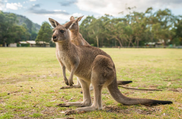 istock Kangaroos, native Australian Wildlife animals 907440254
