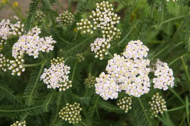 Achillea millefolium white flowers with green