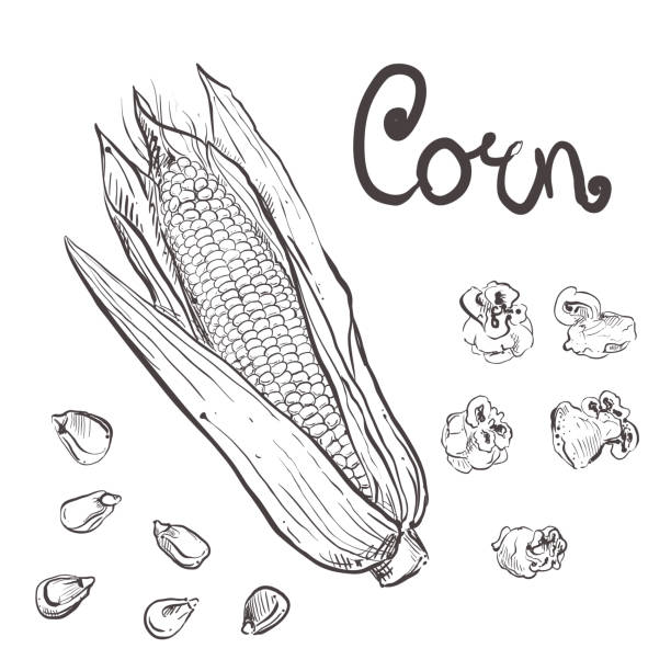 нарисованная вручную векторная иллюстрация набора черной кукурузы, зерна, попкорна. эскиз. вектор eps 8 - corn kernel stock illustrations