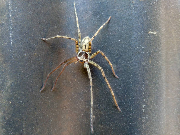 istock Close up of Spider 907463744