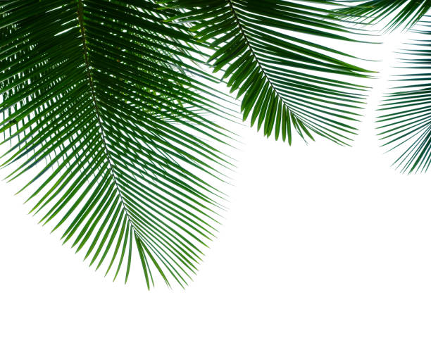 folhas de coqueiro tropical isoladas no branco - palm tree tree isolated landscaped - fotografias e filmes do acervo