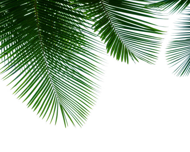 тропические листья кокосовой пальмы изолированы на белом - palm tree tree isolated landscaped стоковые фото и изображения