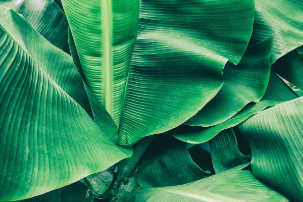 istock tropical banana palm leaf 907466756