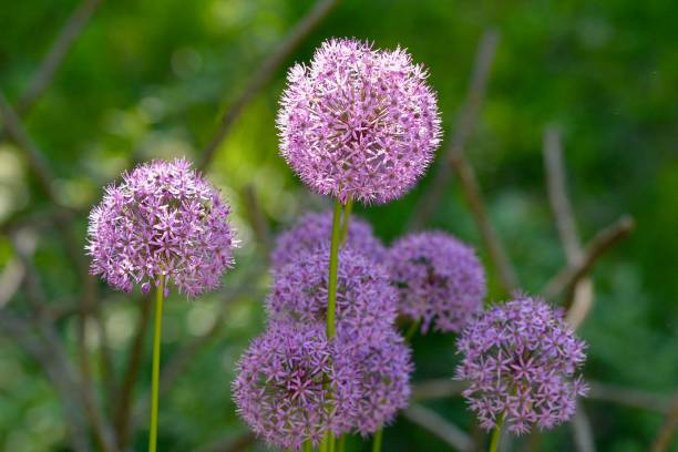 istock Purple Flowers in Bloom 907469194