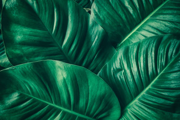 тропический пальмовый лист - large leaf стоковые фото и изображения