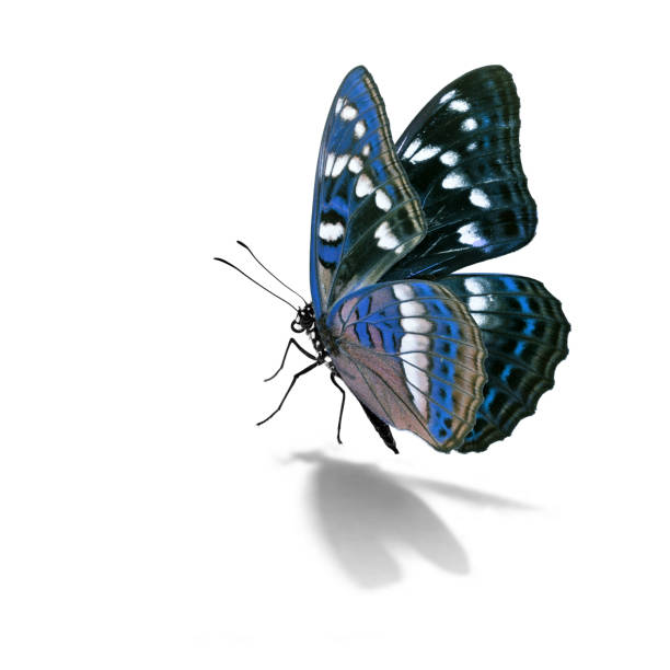 Beautiful colorful butterfly isolated on white background