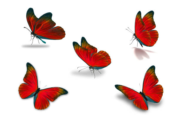 5 番目の赤い蝶 - butterfly monarch butterfly isolated flying ストックフォトと画像