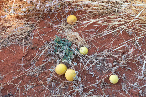 istock Paddy Melons growing in outback Northern Territory 907471854