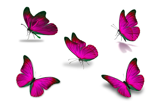 fifth pink butterfly, isolated on white background