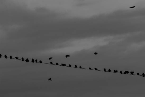 istock Crows and ravens conquer skies and industrial suburbs, Obelya, Sofia, Bulgaria 907472156