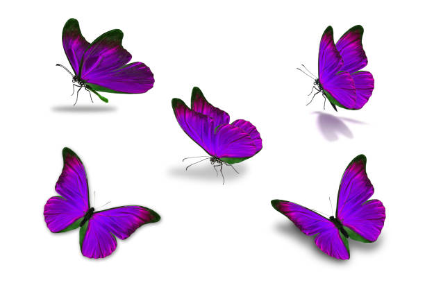 istock fifth purple butterfly 907472194