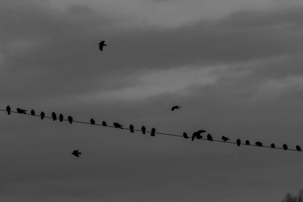 istock Crows and ravens conquer skies and industrial suburbs, Obelya, Sofia, Bulgaria 907472206