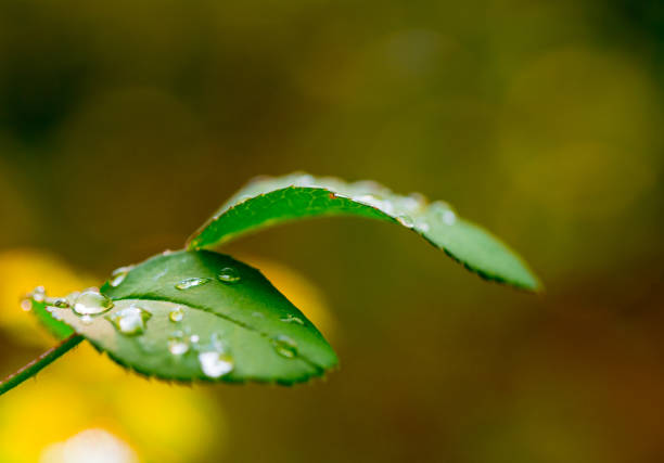 istock Green Leaves with Rain Drops 907472376