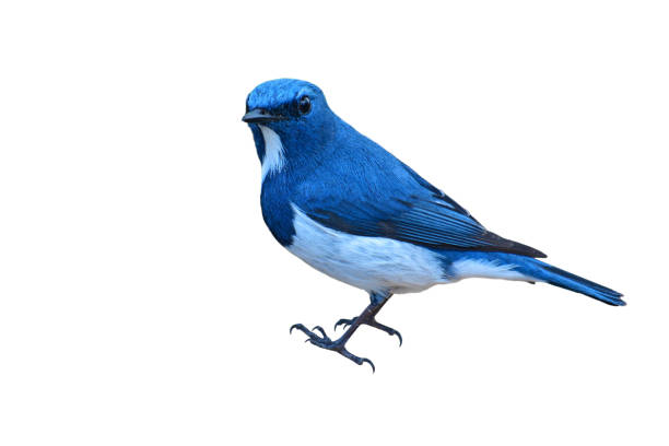 istock Ultramarine Flycatcher bird 907472734