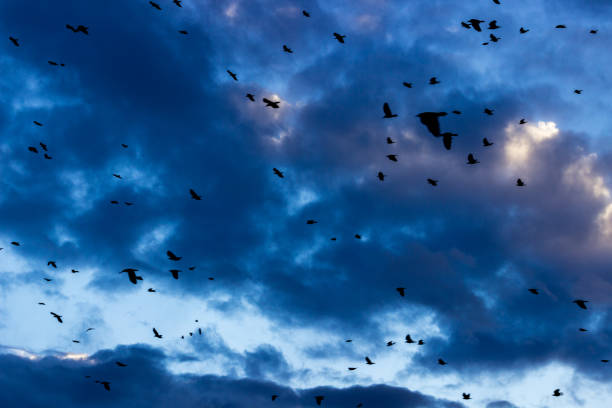 istock Crows and ravens conquer skies and industrial suburbs, Obelya, Sofia, Bulgaria 907473006