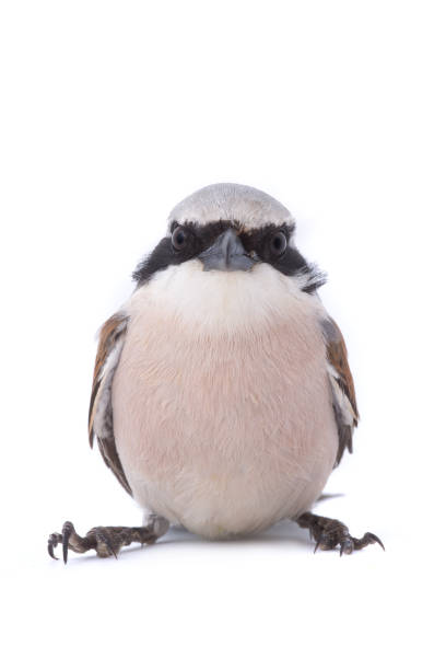 Red-backed Shrike (Lanius collurio) Red-backed Shrike (Lanius collurio) isolated on a white background  in studio shot lanius schach stock pictures, royalty-free photos & images